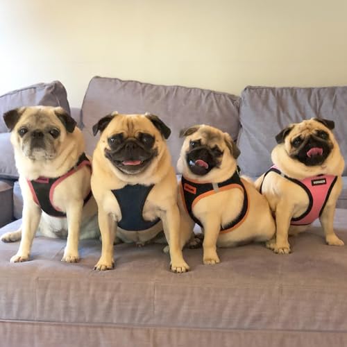 Best Pet Supplies Voyager Step-in Air Dog Harness - All Weather Mesh Step in Vest Harness for Small and Medium Dogs by - Harness (Fuchsia), Medium