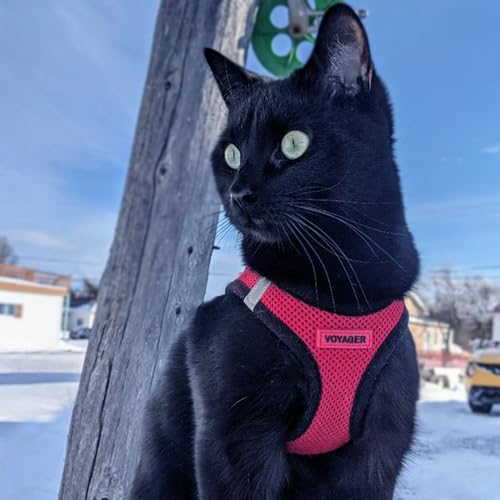 Voyager Step-In Air Dog Harness - All Weather Mesh, Reflective, No Pull Harness for Small, Medium Dogs, Cats - Secure with Hook & Loop Fastener, Buckle, Double D-Rings - Black/Black Trim, S