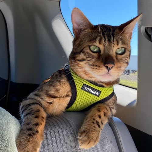 Best Pet Supplies Voyager Step-in Air Dog Harness - All Weather Mesh Step in Vest Harness for Small and Medium Dogs by - Harness (Fuchsia), Medium
