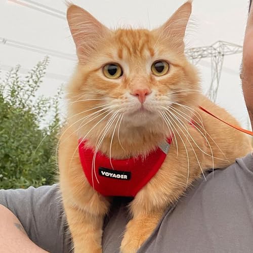 Best Pet Supplies Voyager Step-in Air Dog Harness - All Weather Mesh Step in Vest Harness for Small and Medium Dogs by - Harness (Fuchsia), Medium