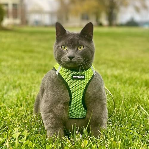 Best Pet Supplies Voyager Step-in Air Dog Harness - All Weather Mesh Step in Vest Harness for Small and Medium Dogs by - Harness (Fuchsia), Medium
