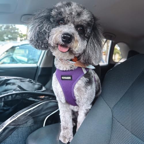 Best Pet Supplies Voyager Step-in Air Dog Harness - All Weather Mesh Step in Vest Harness for Small and Medium Dogs by - Harness (Fuchsia), Medium