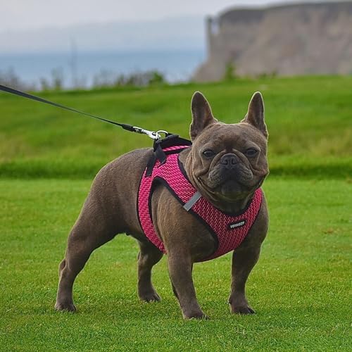 Voyager Step-In Air Dog Harness - All Weather Mesh, Reflective, No Pull Harness for Small, Medium Dogs, Cats - Secure with Hook & Loop Fastener, Buckle, Double D-Rings - Black/Black Trim, S