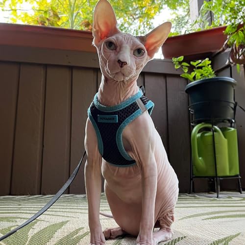 Voyager Step-In Air Dog Harness - All Weather Mesh, Reflective, No Pull Harness for Small, Medium Dogs, Cats - Secure with Hook & Loop Fastener, Buckle, Double D-Rings - Black/Black Trim, S