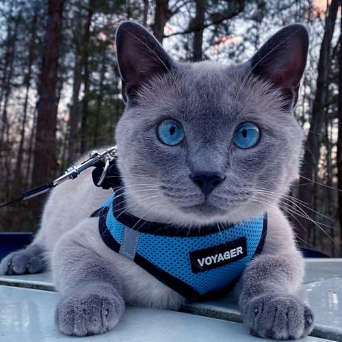 Voyager Step-In Air Dog Harness - All Weather Mesh, Reflective, No Pull Harness for Small, Medium Dogs, Cats - Secure with Hook & Loop Fastener, Buckle, Double D-Rings - Black/Black Trim, S