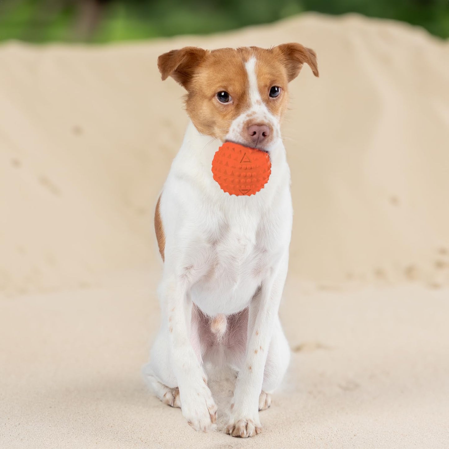 Best Pet Supplies 2-in-1 Stuffless Squeaky Dog Toys with Soft, Durable Fabric for Small, Medium, and Large Pets, No Stuffing for Indoor Play, Supports Active Biting and Play - 1Wild Duck, Small