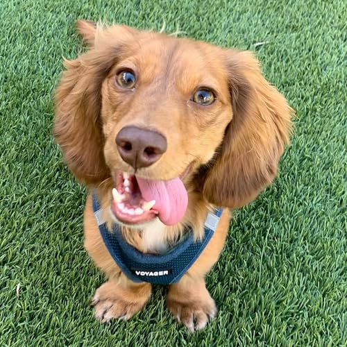 Best Pet Supplies Voyager Step-in Air Dog Harness - All Weather Mesh Step in Vest Harness for Small and Medium Dogs by - Harness (Fuchsia), Medium