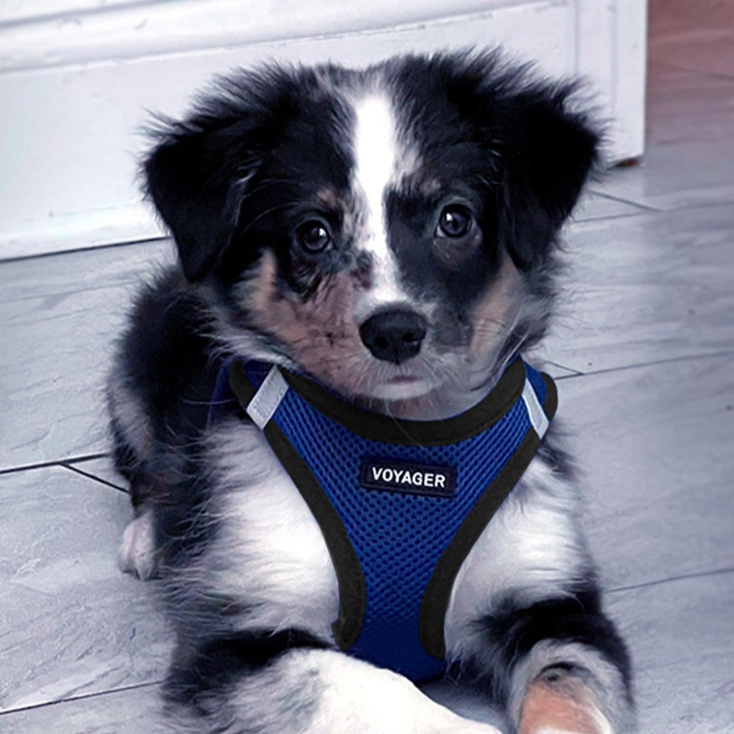 Best Pet Supplies Voyager Step-in Air Dog Harness - All Weather Mesh Step in Vest Harness for Small and Medium Dogs by - Harness (Fuchsia), Medium