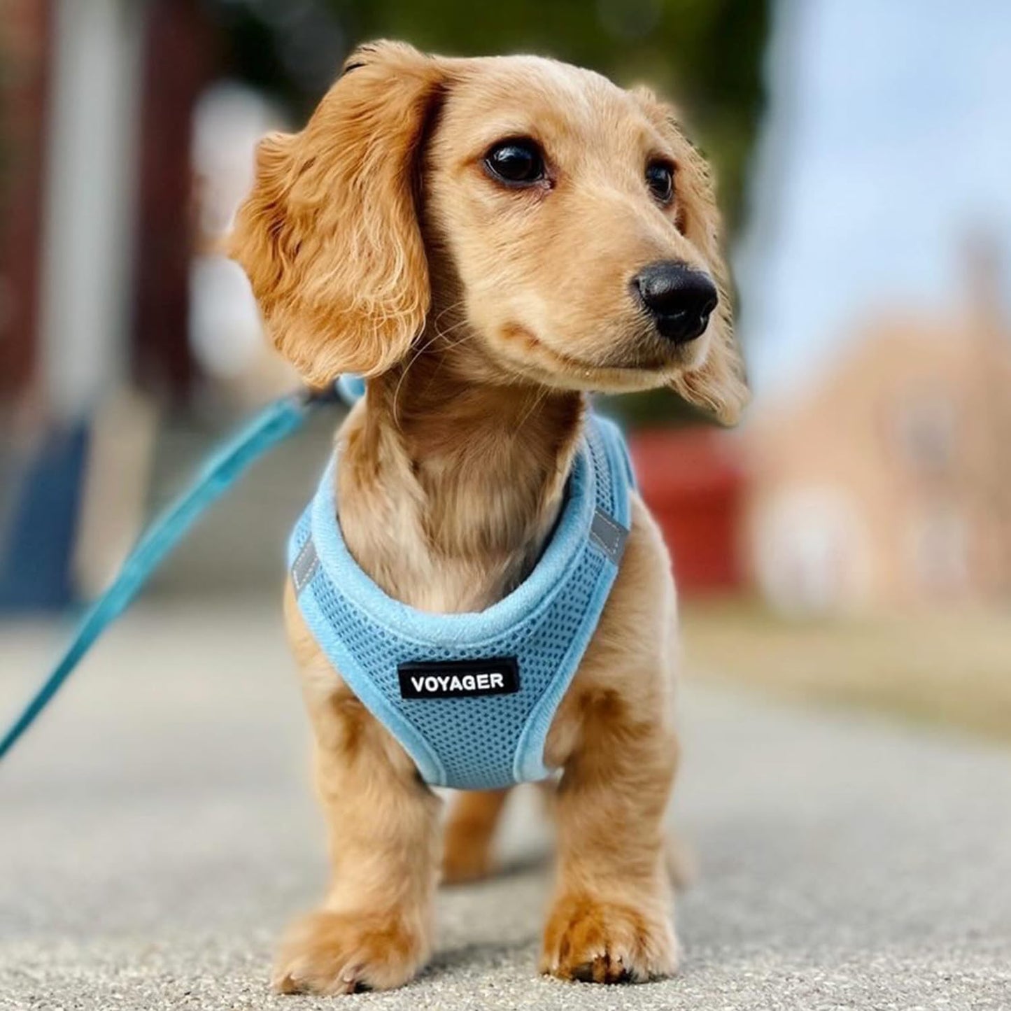 Best Pet Supplies Voyager Step-in Air Dog Harness - All Weather Mesh Step in Vest Harness for Small and Medium Dogs by - Harness (Fuchsia), Medium