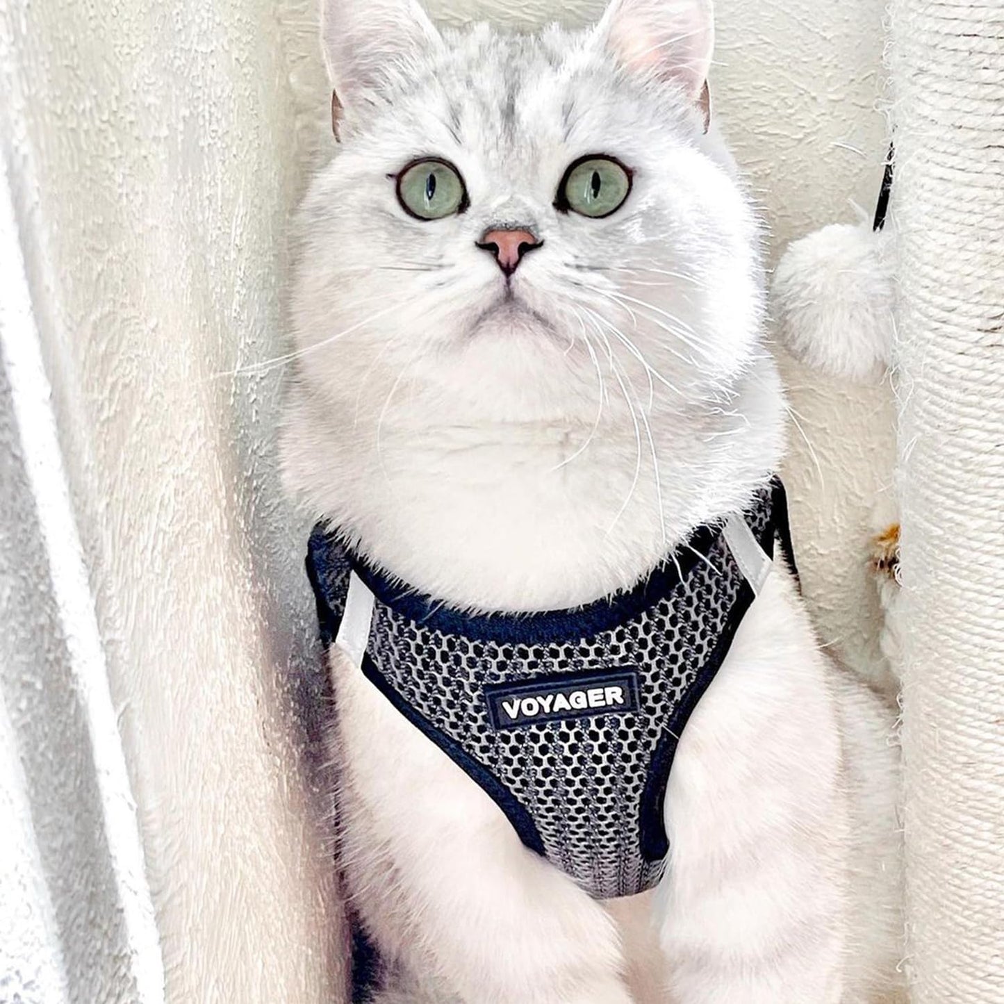 Voyager Step-In Air Dog Harness - All Weather Mesh, Reflective, No Pull Harness for Small, Medium Dogs, Cats - Secure with Hook & Loop Fastener, Buckle, Double D-Rings - Black/Black Trim, S