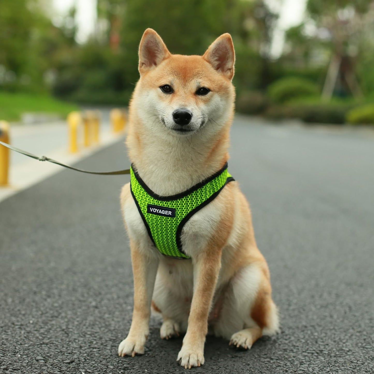 Voyager Step-In Air Dog Harness - All Weather Mesh, Reflective, No Pull Harness for Small, Medium Dogs, Cats - Secure with Hook & Loop Fastener, Buckle, Double D-Rings - Black/Black Trim, S