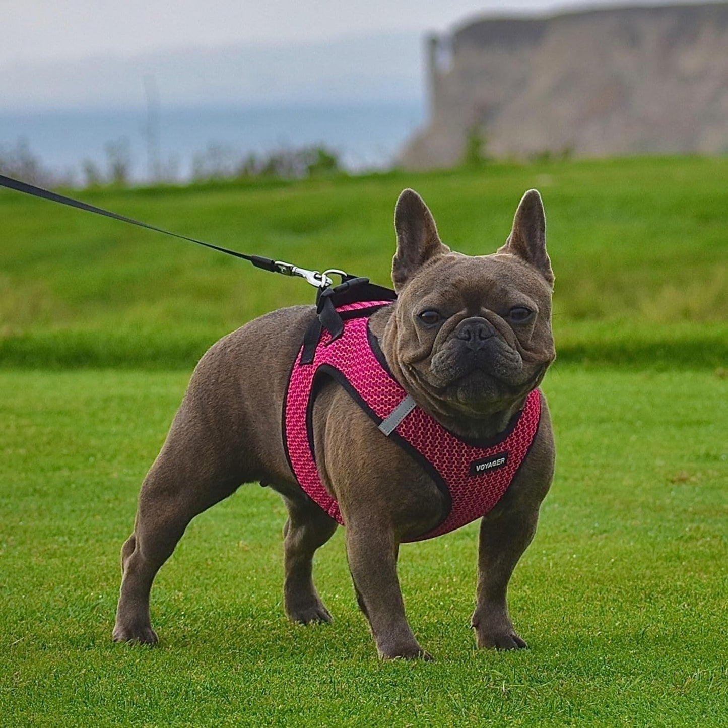 Best Pet Supplies Voyager Step-in Air Dog Harness - All Weather Mesh Step in Vest Harness for Small and Medium Dogs by - Harness (Fuchsia), Medium