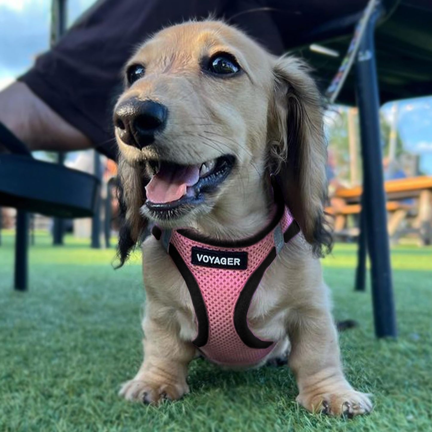 Best Pet Supplies Voyager Step-in Air Dog Harness - All Weather Mesh Step in Vest Harness for Small and Medium Dogs by - Harness (Fuchsia), Medium