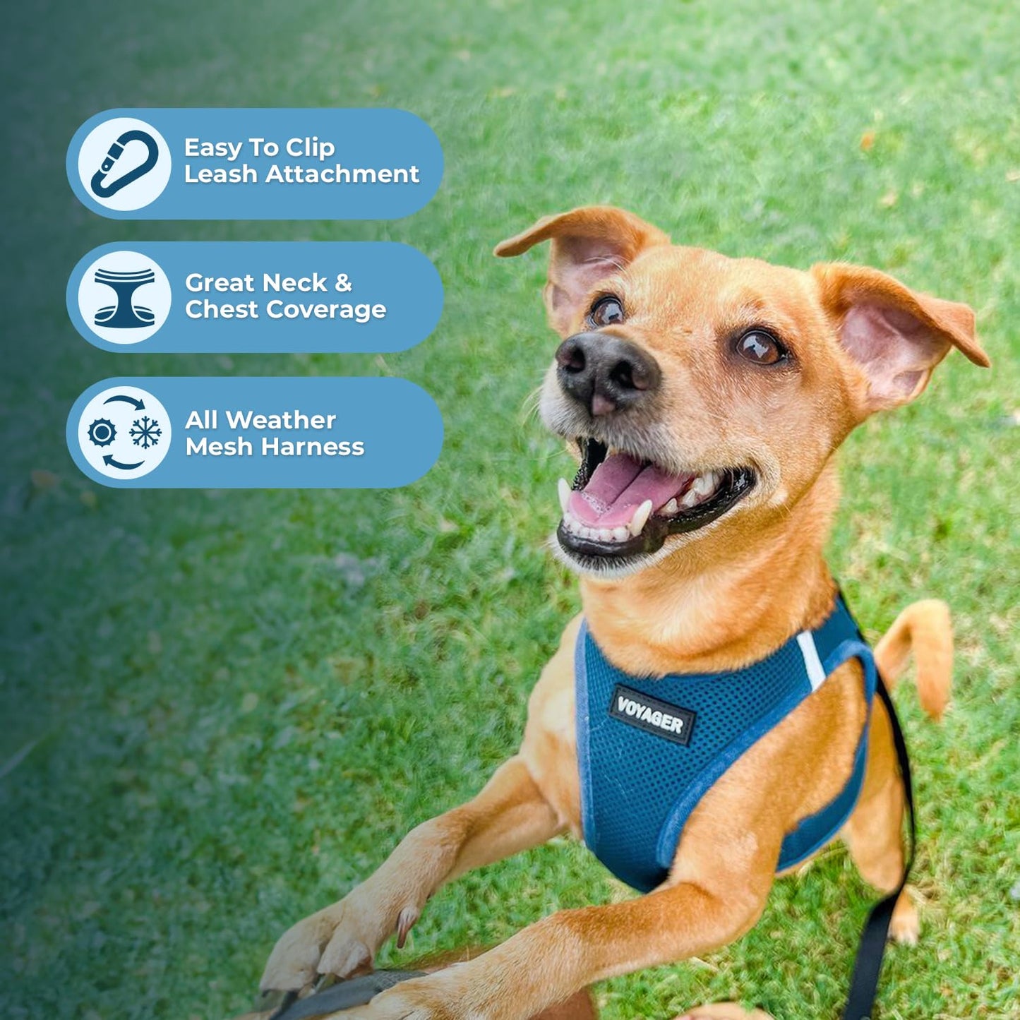 Best Pet Supplies Voyager Step-in Air Dog Harness - All Weather Mesh Step in Vest Harness for Small and Medium Dogs by - Harness (Fuchsia), Medium