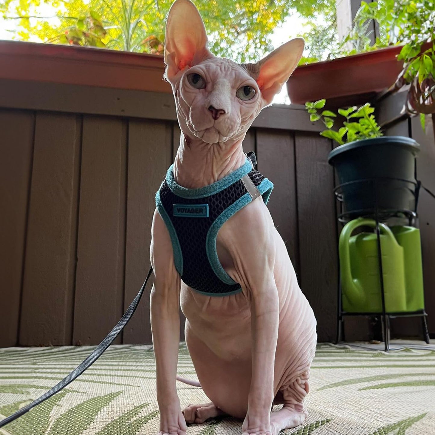 Voyager Step-In Air Dog Harness - All Weather Mesh, Reflective, No Pull Harness for Small, Medium Dogs, Cats - Secure with Hook & Loop Fastener, Buckle, Double D-Rings - Black/Black Trim, S