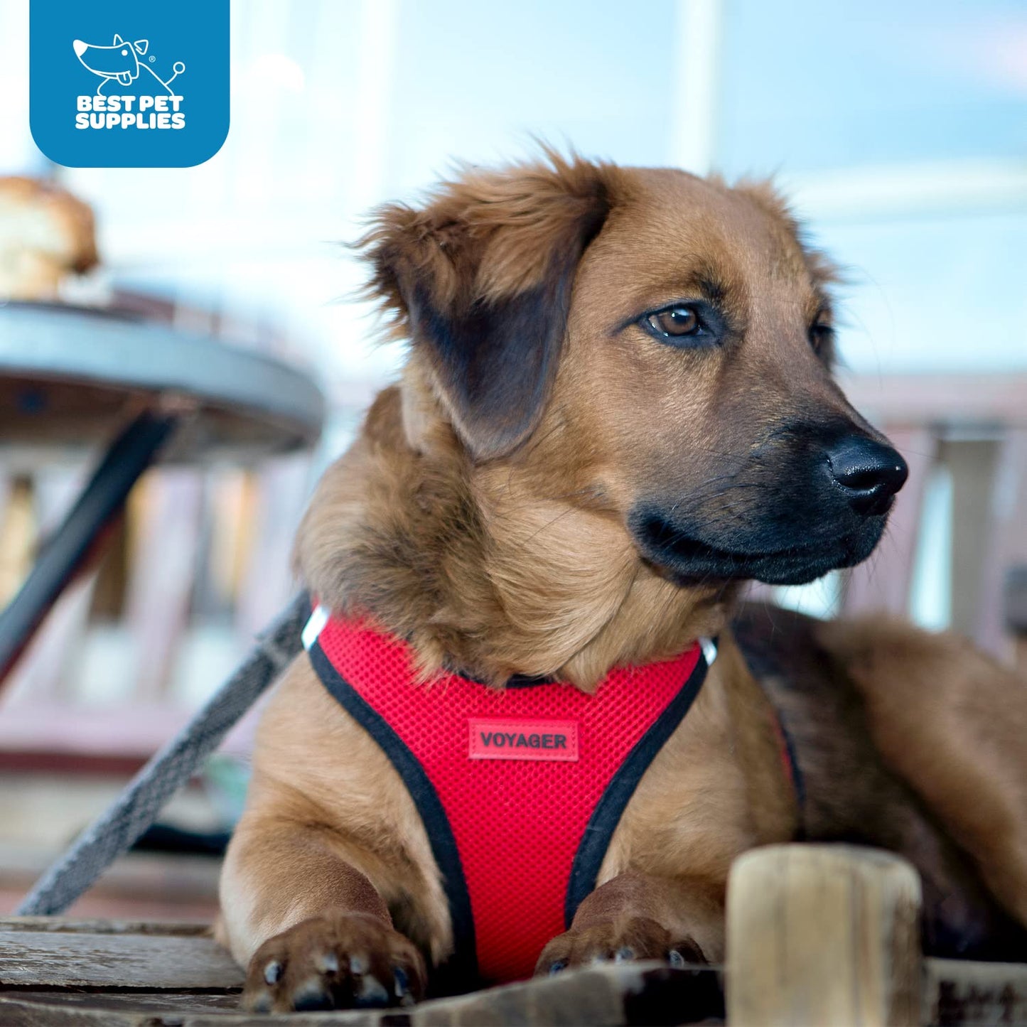 Voyager Step-In Air Dog Harness - All Weather Mesh, Reflective, No Pull Harness for Small, Medium Dogs, Cats - Secure with Hook & Loop Fastener, Buckle, Double D-Rings - Black/Black Trim, S