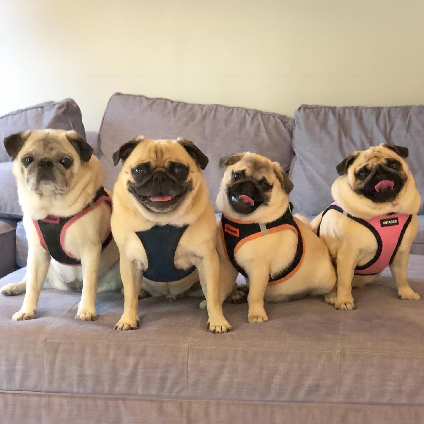Best Pet Supplies Voyager Step-in Air Dog Harness - All Weather Mesh Step in Vest Harness for Small and Medium Dogs by - Harness (Fuchsia), Medium
