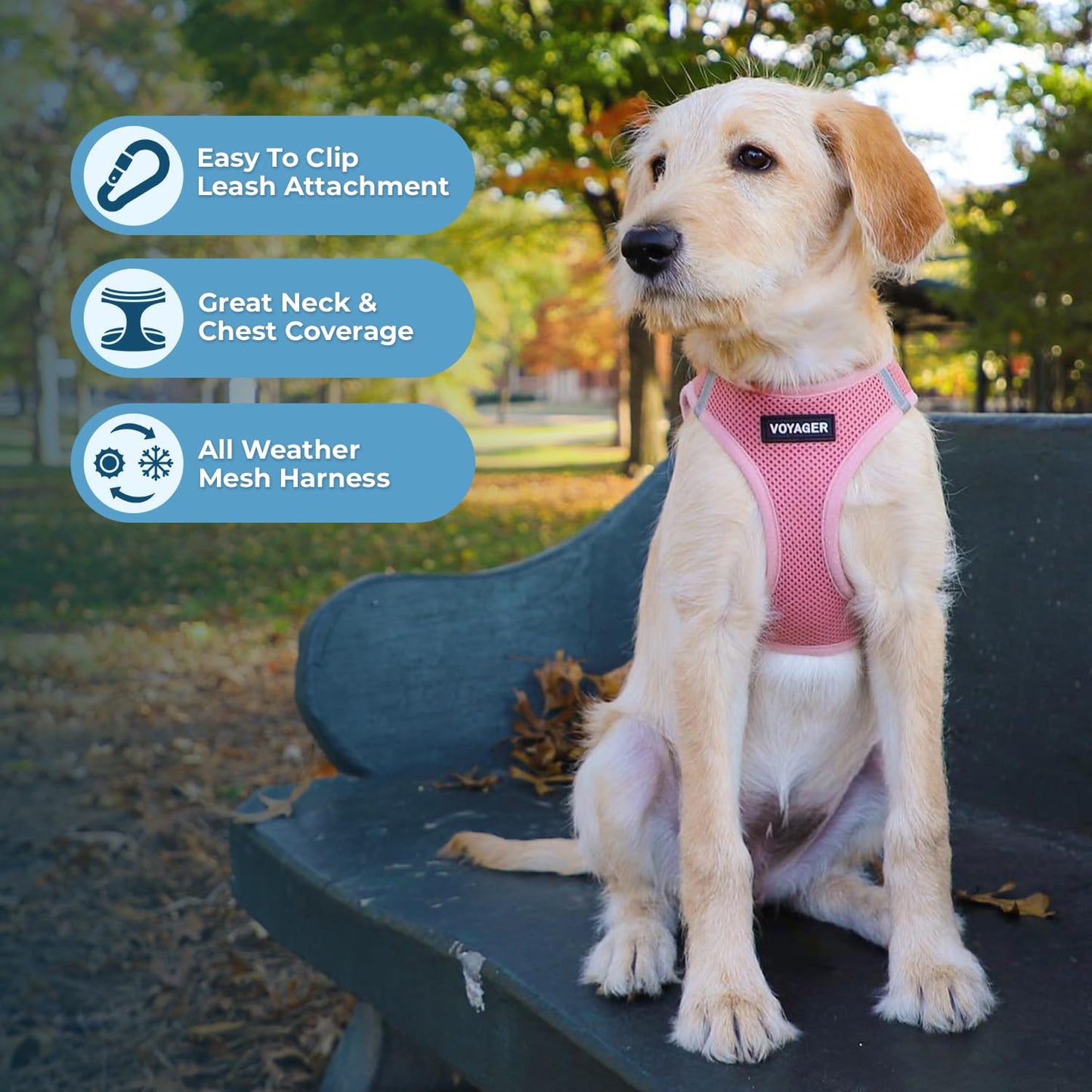 Best Pet Supplies Voyager Step-in Air Dog Harness - All Weather Mesh Step in Vest Harness for Small and Medium Dogs by - Harness (Fuchsia), Medium