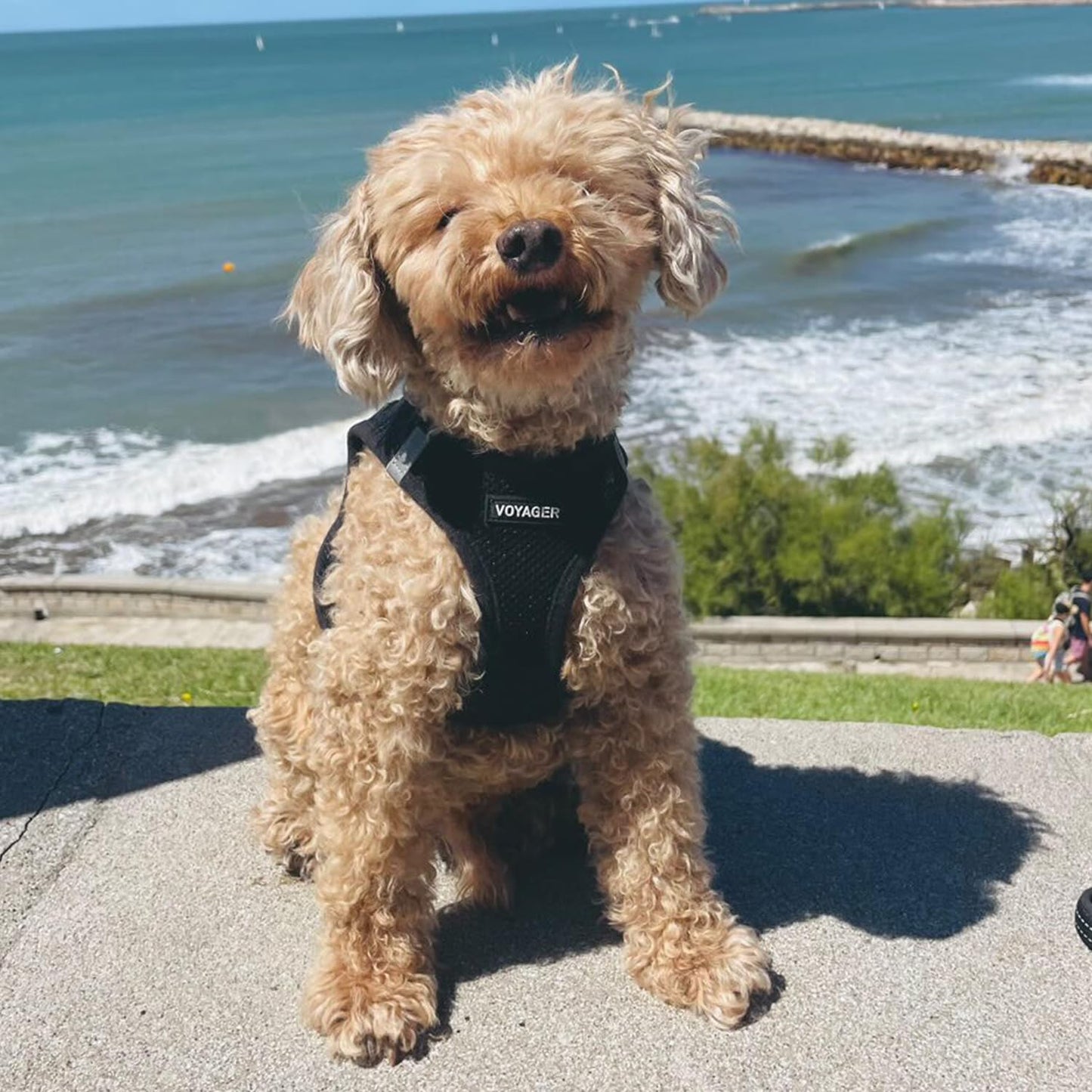 Voyager Step-In Air Dog Harness - All Weather Mesh, Reflective, No Pull Harness for Small, Medium Dogs, Cats - Secure with Hook & Loop Fastener, Buckle, Double D-Rings - Black/Black Trim, S