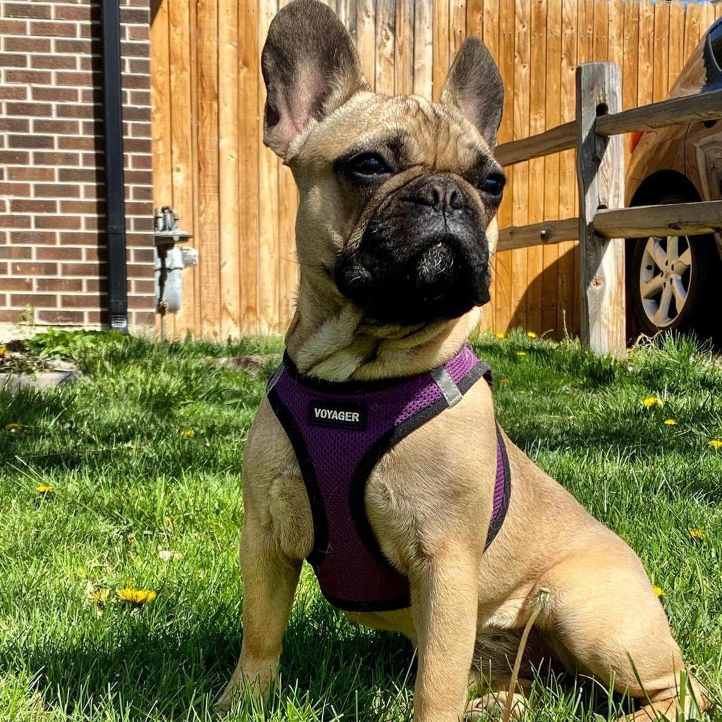 Voyager Step-In Air Dog Harness - All Weather Mesh, Reflective, No Pull Harness for Small, Medium Dogs, Cats - Secure with Hook & Loop Fastener, Buckle, Double D-Rings - Black/Black Trim, S