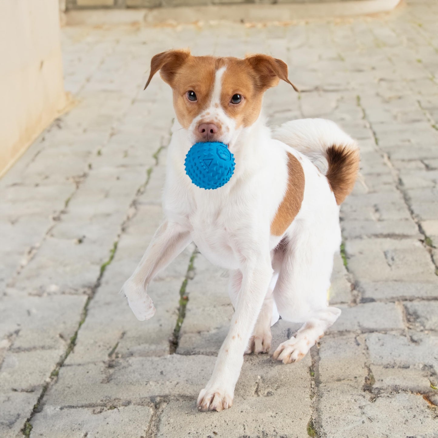 Best Pet Supplies 2-in-1 Stuffless Squeaky Dog Toys with Soft, Durable Fabric for Small, Medium, and Large Pets, No Stuffing for Indoor Play, Supports Active Biting and Play - 1Wild Duck, Small