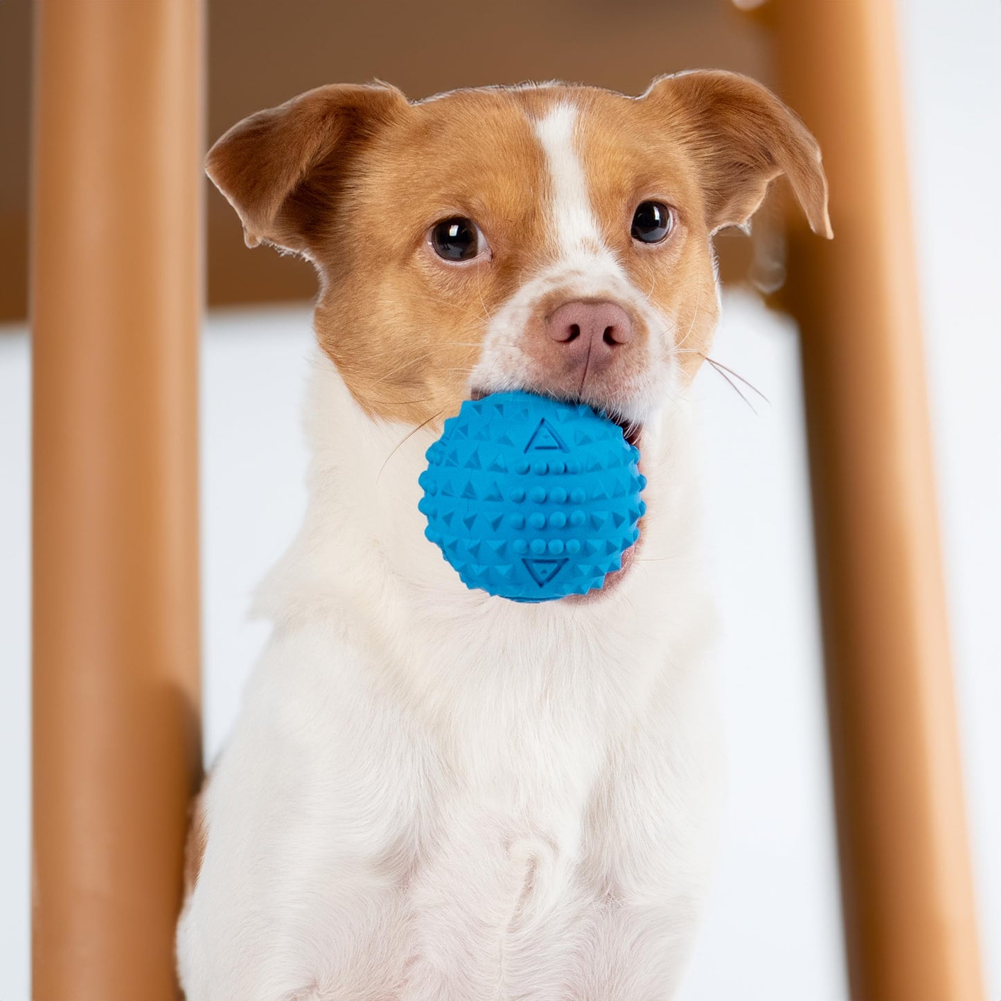 Best Pet Supplies 2-in-1 Stuffless Squeaky Dog Toys with Soft, Durable Fabric for Small, Medium, and Large Pets, No Stuffing for Indoor Play, Supports Active Biting and Play - 1Wild Duck, Small