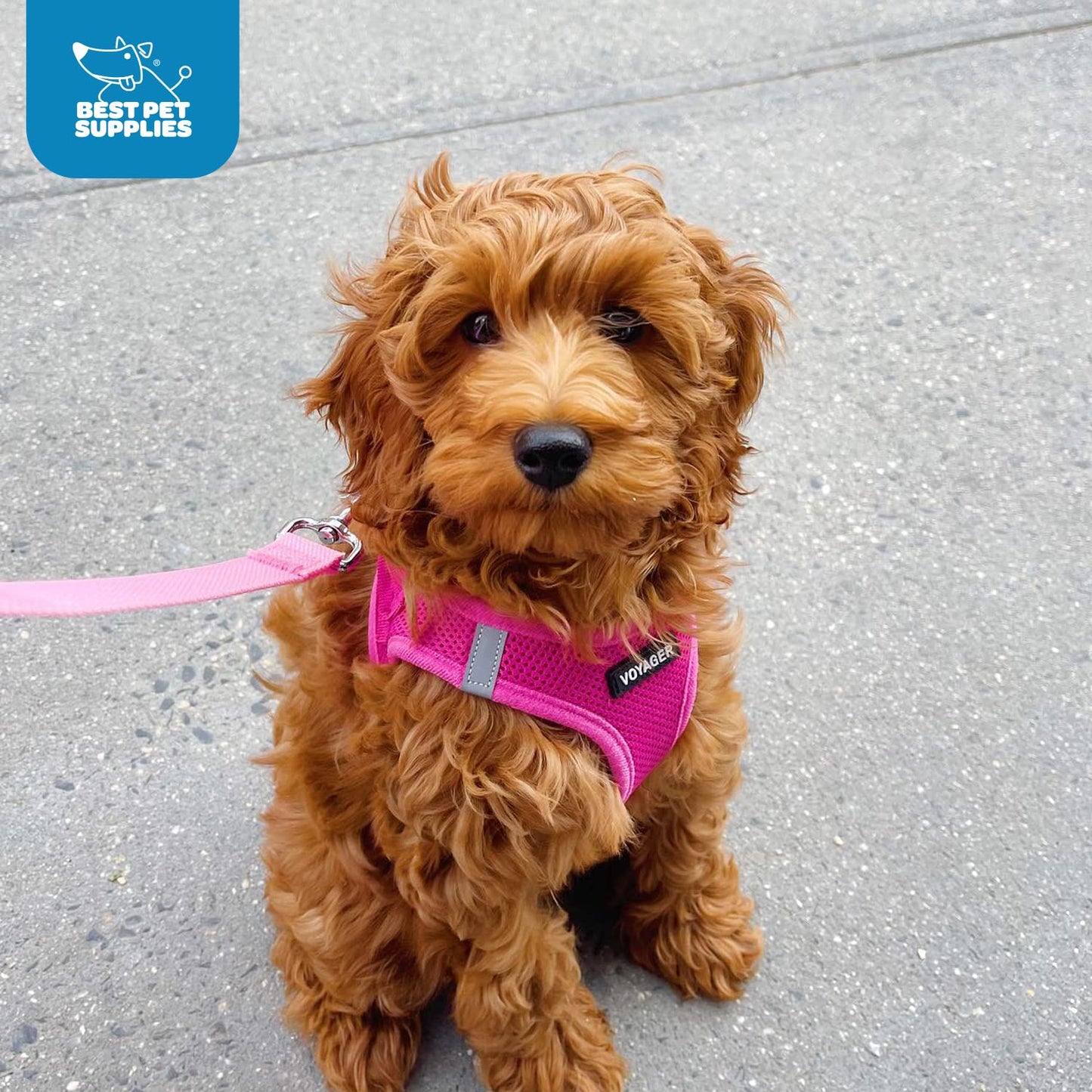 Best Pet Supplies Voyager Step-in Air Dog Harness - All Weather Mesh Step in Vest Harness for Small and Medium Dogs by - Harness (Fuchsia), Medium