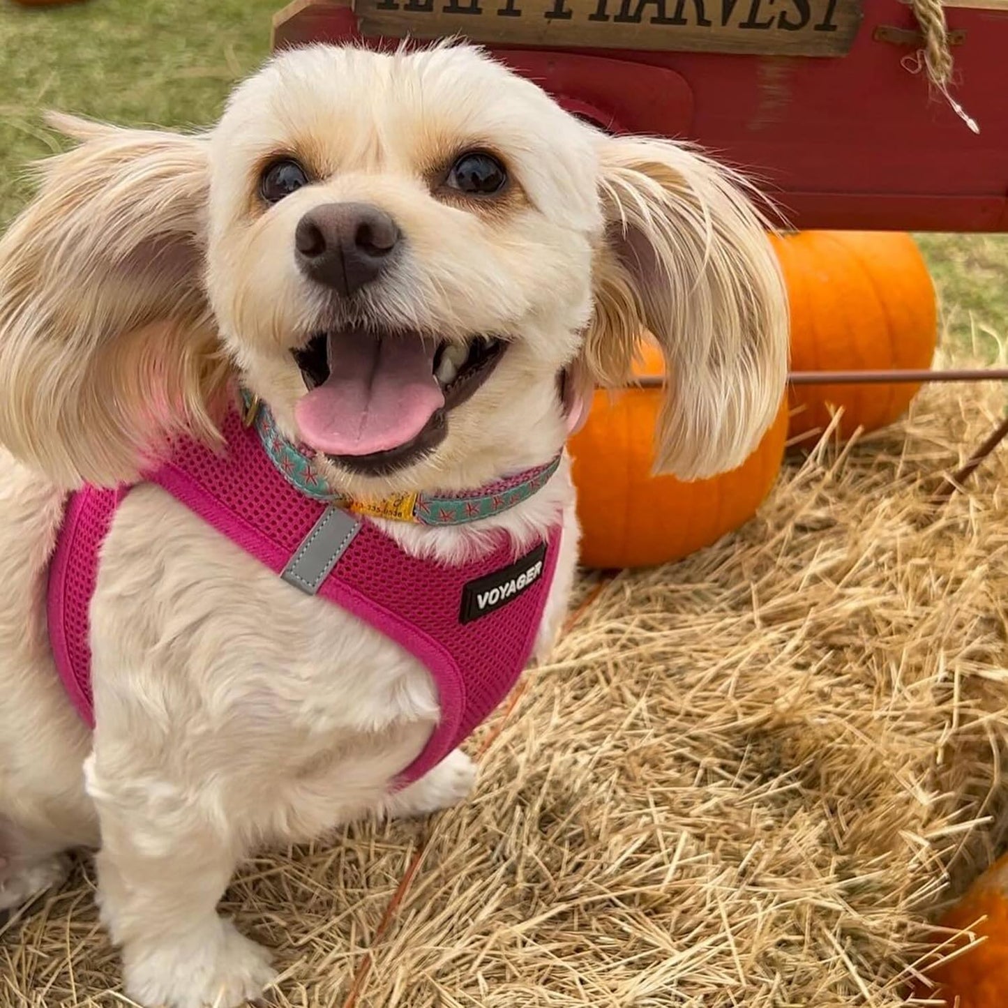 Best Pet Supplies Voyager Step-in Air Dog Harness - All Weather Mesh Step in Vest Harness for Small and Medium Dogs by - Harness (Fuchsia), Medium