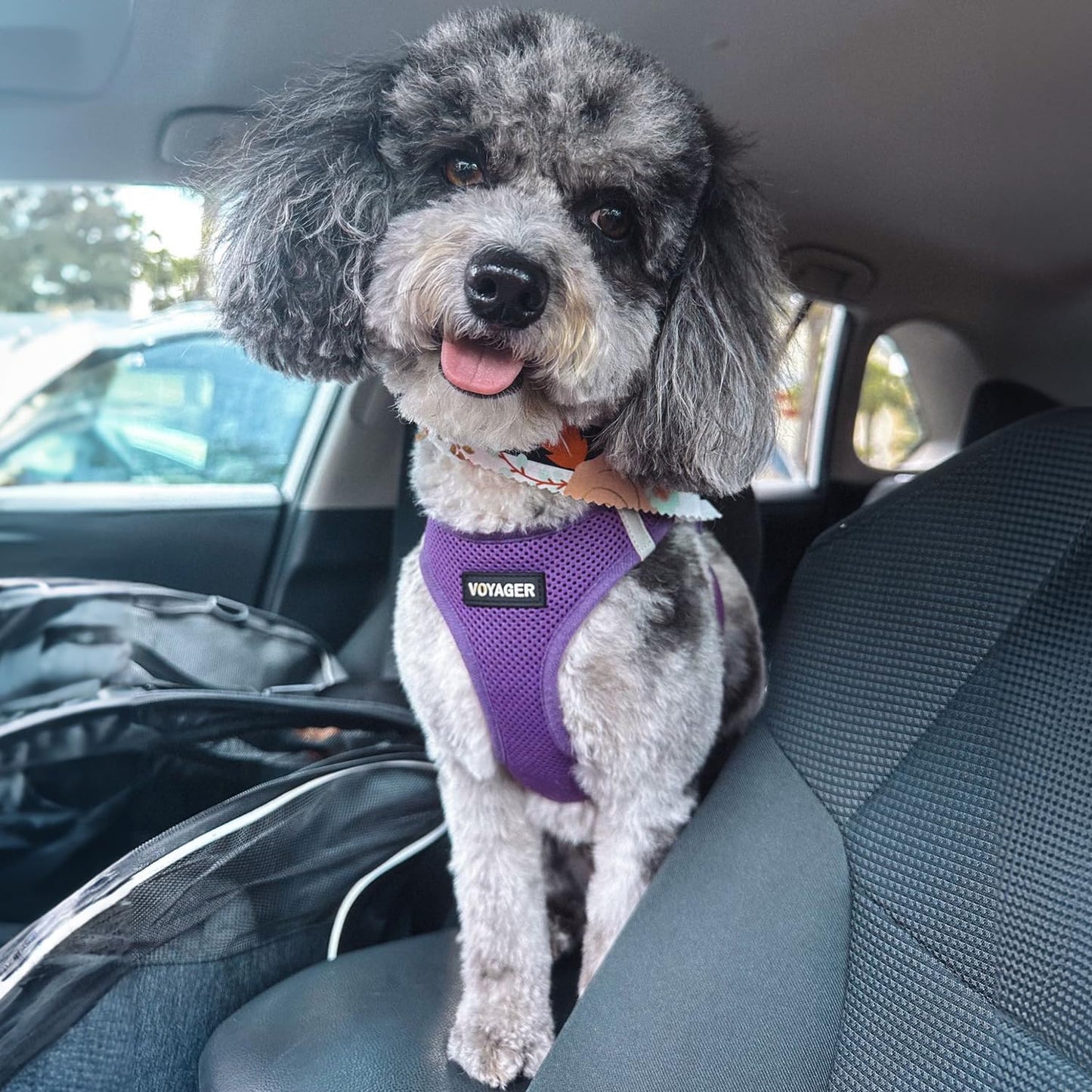 Best Pet Supplies Voyager Step-in Air Dog Harness - All Weather Mesh Step in Vest Harness for Small and Medium Dogs by - Harness (Fuchsia), Medium