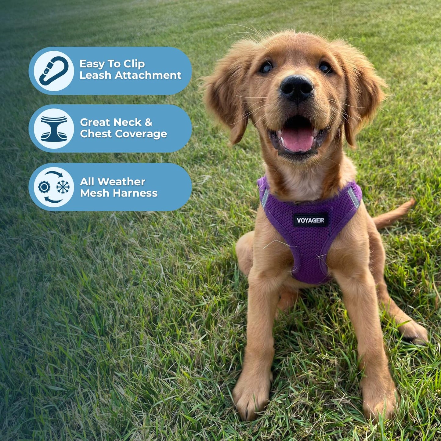 Best Pet Supplies Voyager Step-in Air Dog Harness - All Weather Mesh Step in Vest Harness for Small and Medium Dogs by - Harness (Fuchsia), Medium