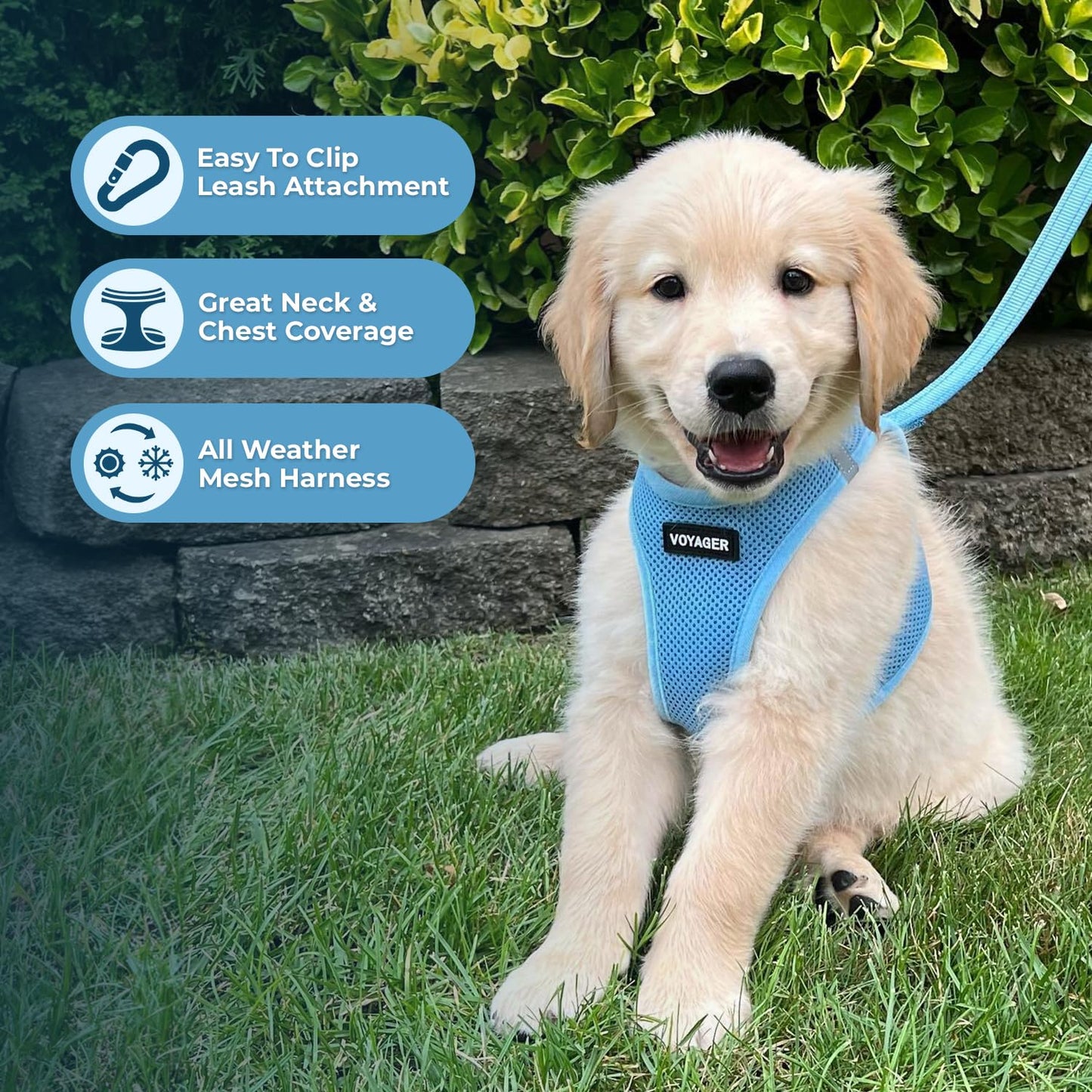 Best Pet Supplies Voyager Step-in Air Dog Harness - All Weather Mesh Step in Vest Harness for Small and Medium Dogs by - Harness (Fuchsia), Medium